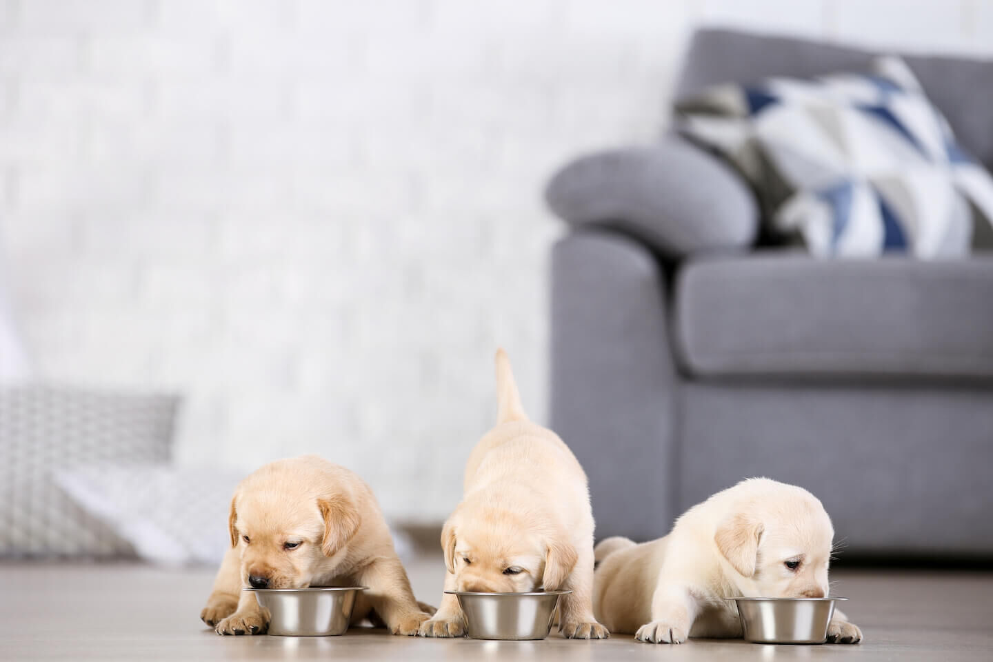Tutto quello che bisogna sapere sull&rsquo;alimentazione di un cane cucciolo