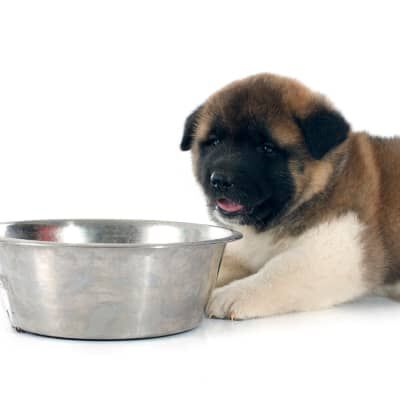 Image Link For QUANDO INIZIARE A SVEZZARE I CUCCIOLI DI CANE