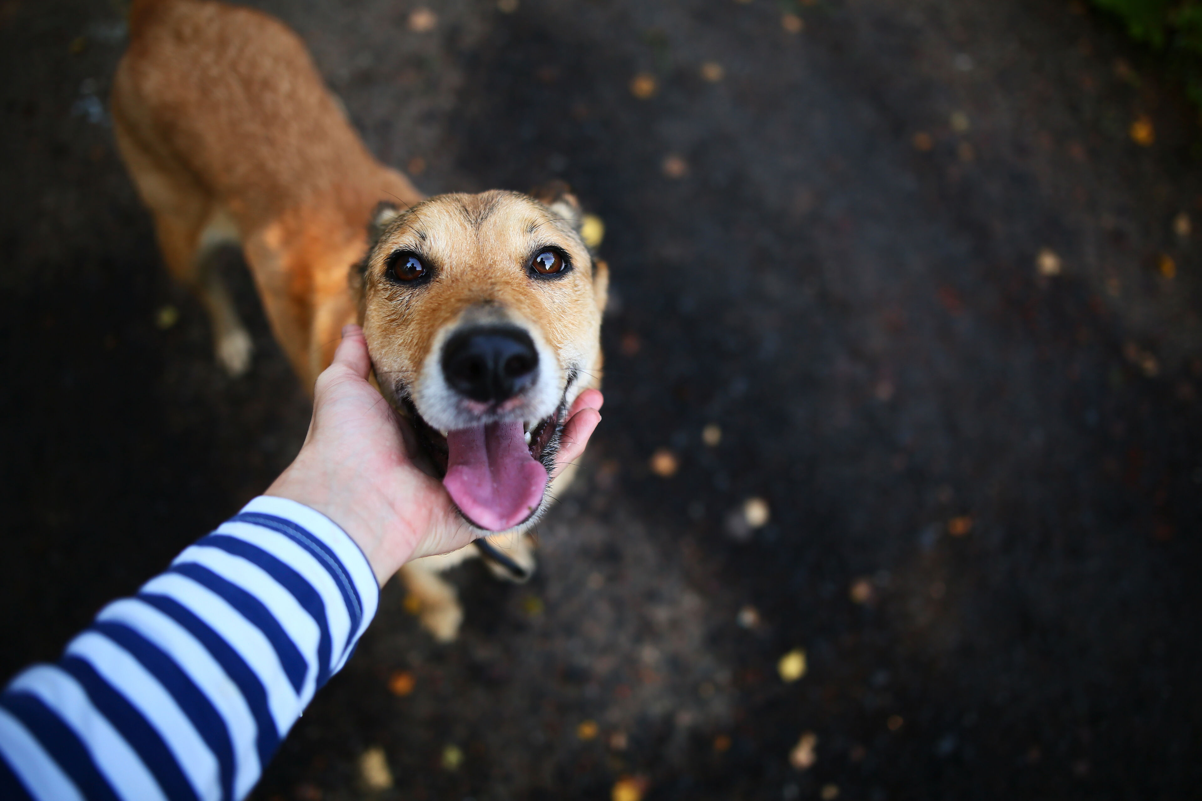 Gu&iacute;a sobre c&oacute;mo ense&ntilde;ar al perro a hacer sus necesidades fuera de casa
