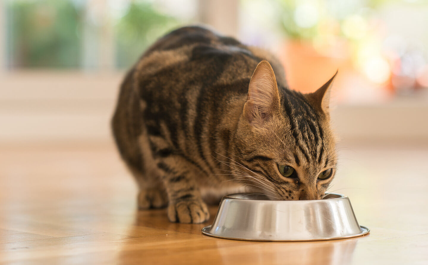 Tutti i vantaggi del cibo umido per gatti sterilizzati