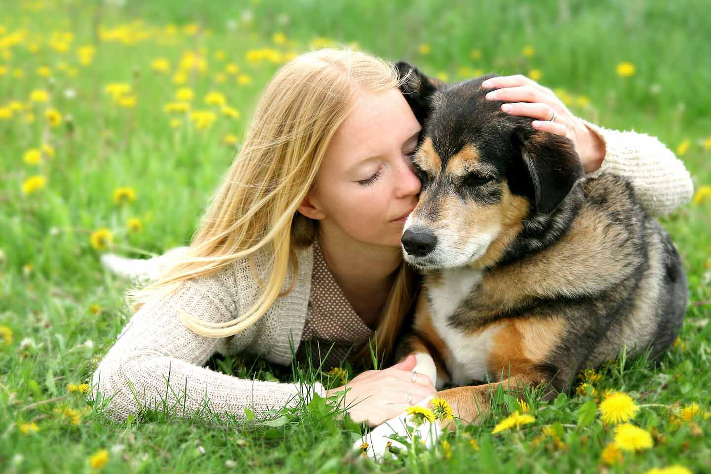 Cuidados de los perros mayores