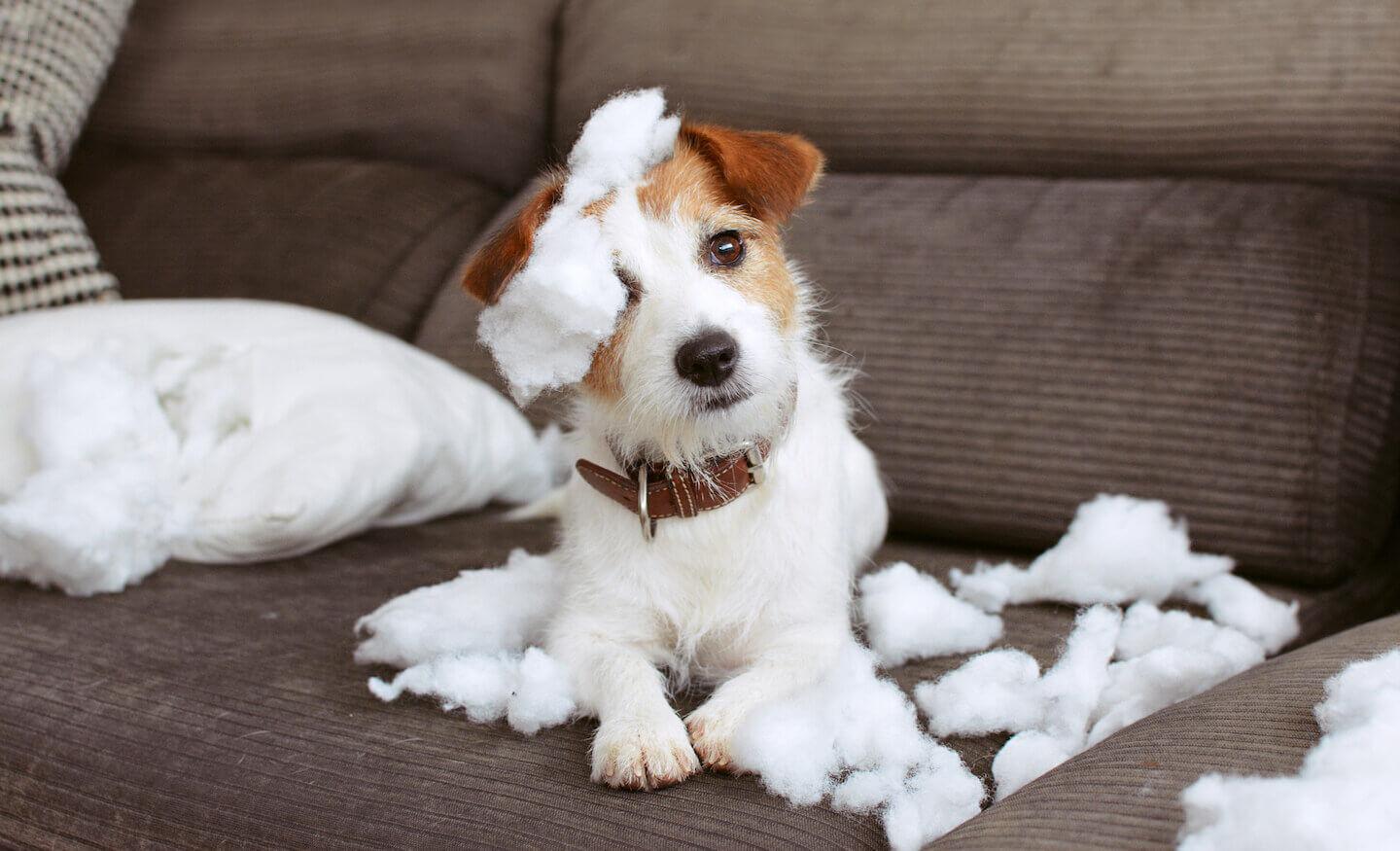 Recinto per cuccioli in casa: quando &egrave; necessario usarlo?