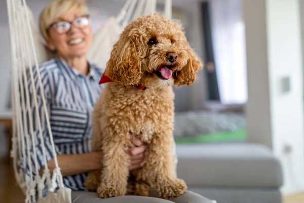 Image Link For Le migliori razze di cani da compagnia