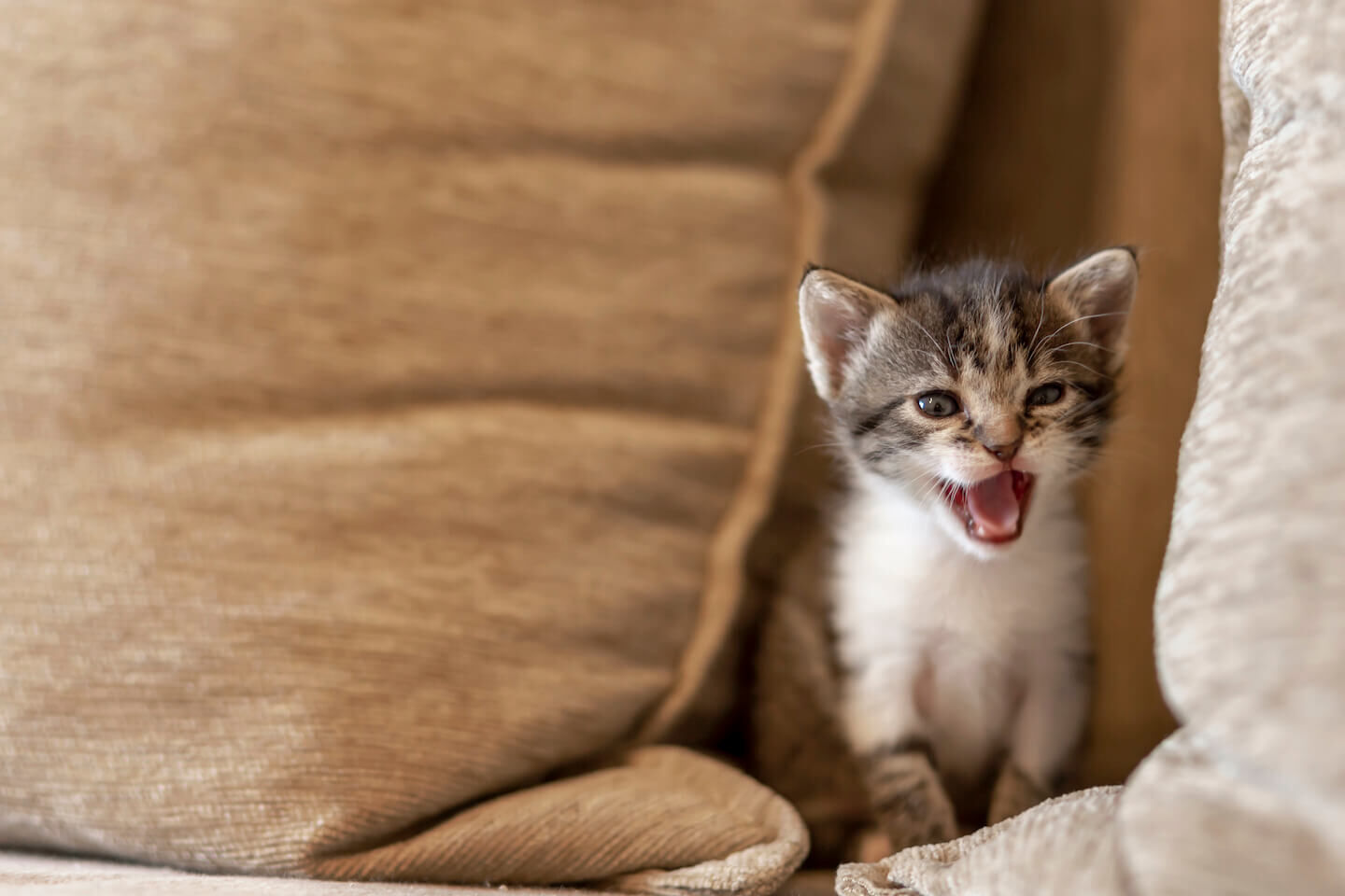 Il miagolio dei gatti: cosa vogliono dire 
