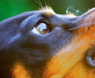 Image Link For Cosa fare quando il cane ringhia al padrone.