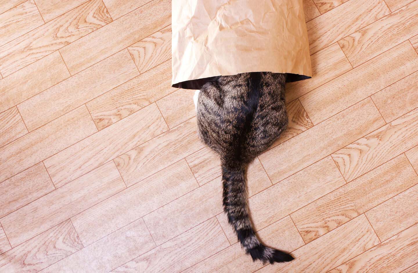 La coda del gatto ed il significato dei suoi movimenti