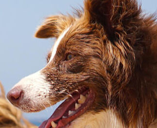 Image Link For Tutto quello che bisogna sapere per portare i cani in spiaggia