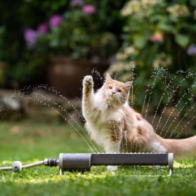 Image Link For I GATTI SOFFRONO IL CALDO: ALCUNI RIMEDI