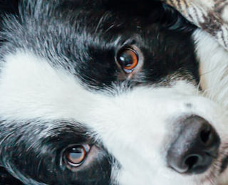 Image Link For Anche i cani soffrono il freddo?