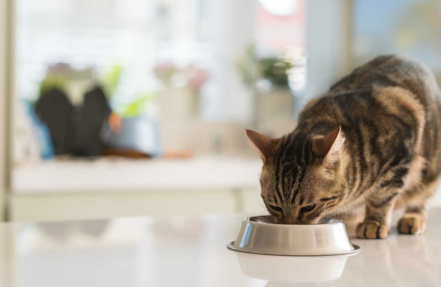 La alimentaci&oacute;n del gato: los ingredientes adecuados para nuestro felino