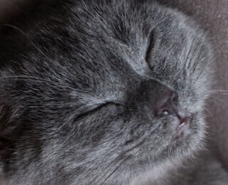 Image Link For Come rendere i gatti pi&ugrave; affettuosi