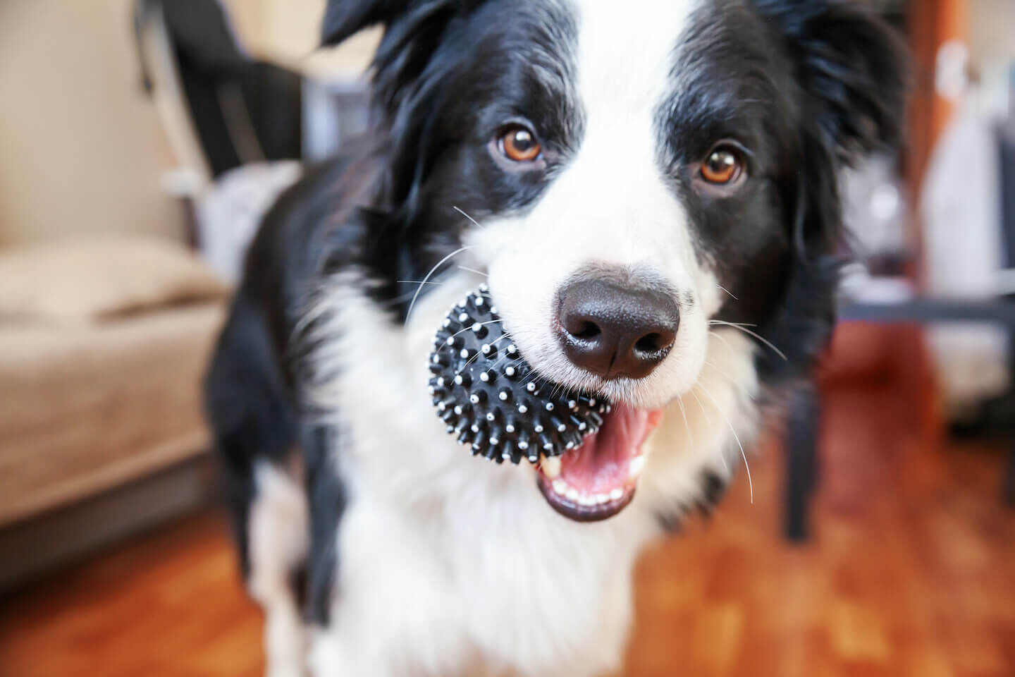 I migliori giochi per cuccioli di cane