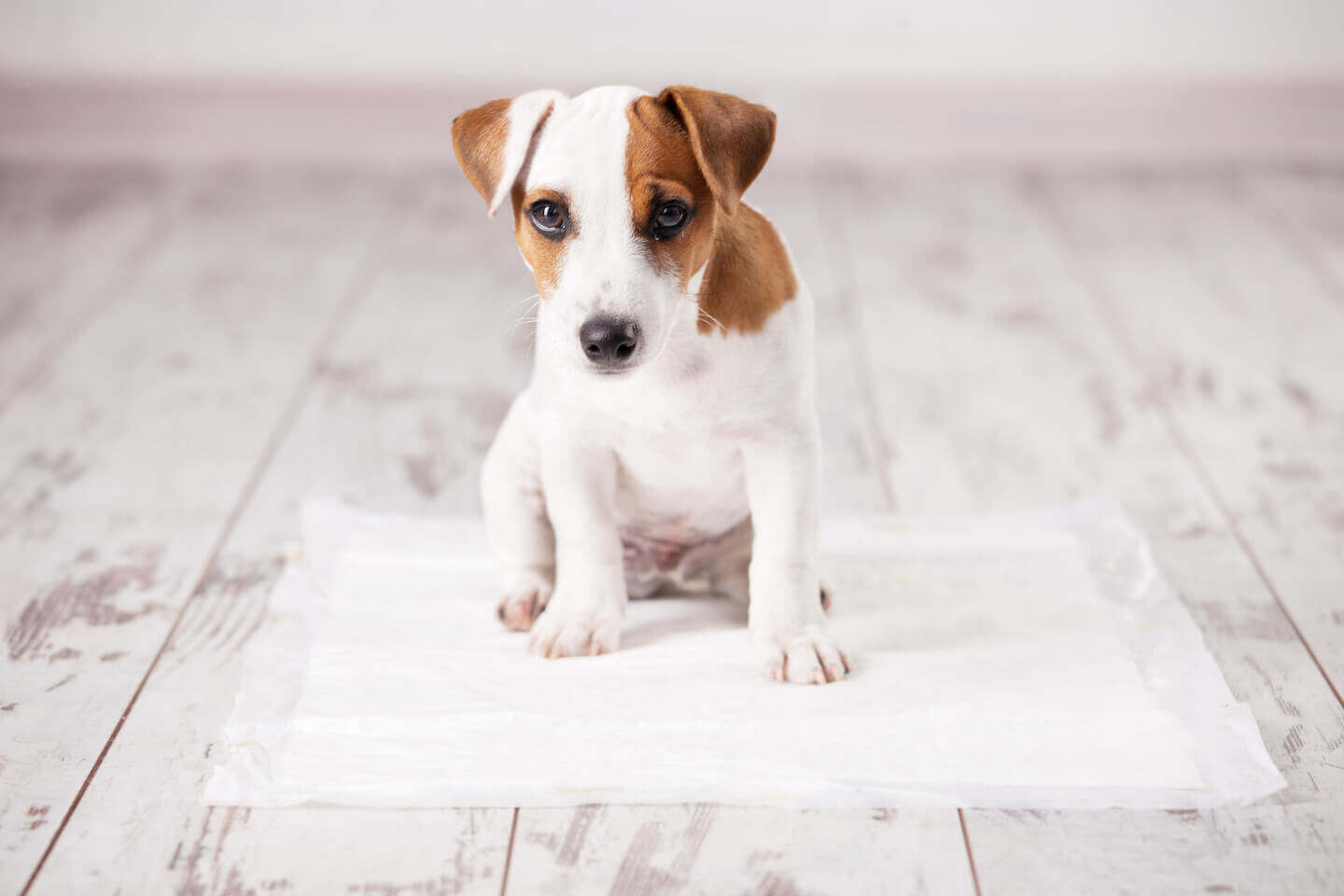 Come educare un cane a fare i bisogni