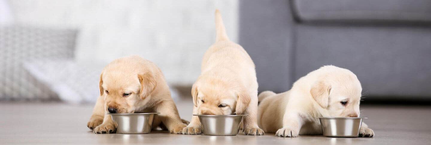 Tutto quello che bisogna sapere sull&rsquo;alimentazione di un cane cucciolo