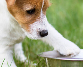 Image Link For Single protein foods for dogs