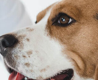 Image Link For La vaccinazione del cucciolo di cane. Il Calendario.