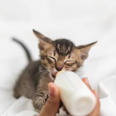 Svezzamento nei gattini: quando e come avviene