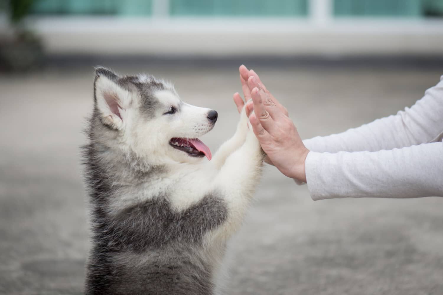 GIOCHI DI ATTIVAZIONE MENTALE PER CANI