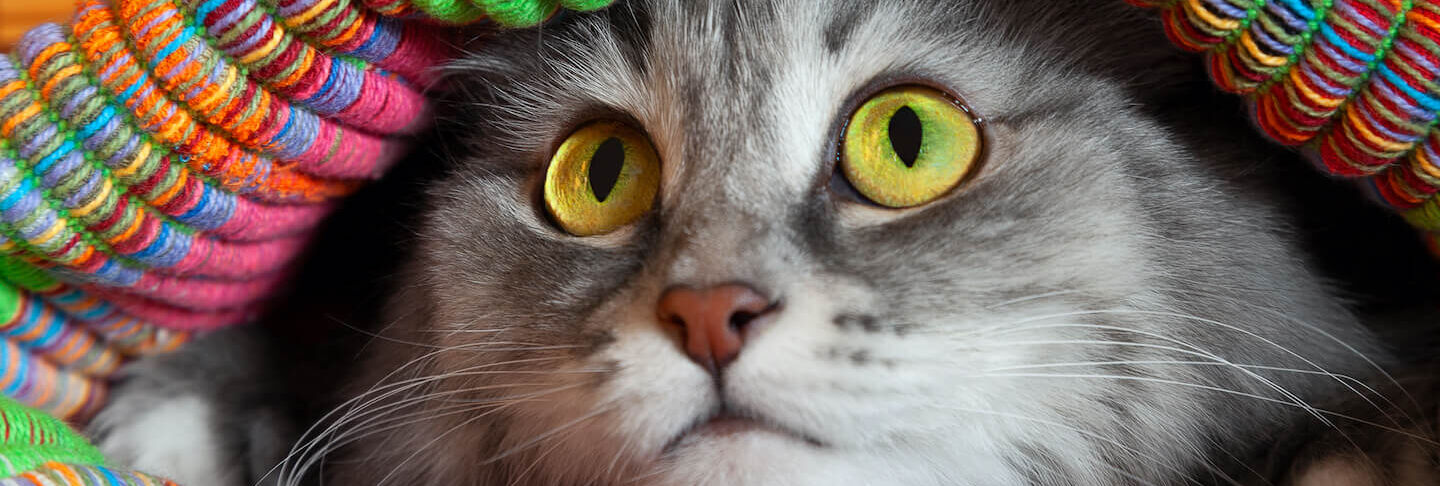 Il gatto che si nasconde