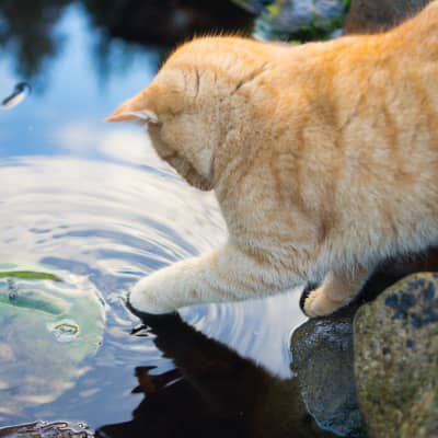 Image Link For PERCH&Eacute; I GATTI HANNO PAURA DELL&rsquo;ACQUA?