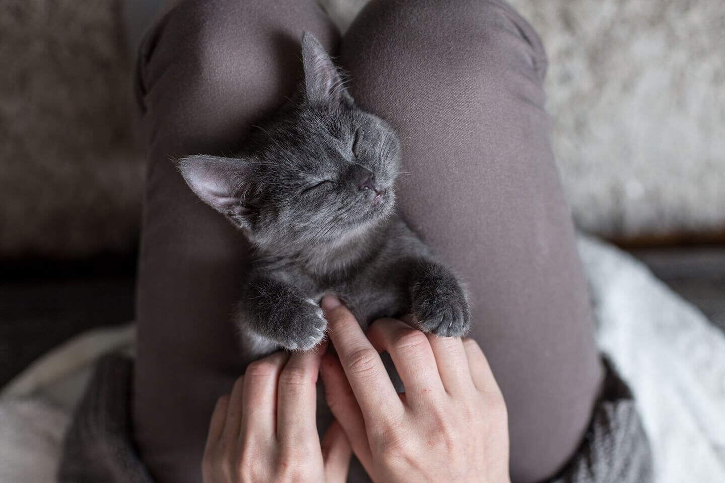 Come rendere i gatti pi&ugrave; affettuosi