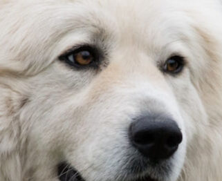 Image Link For Cane da montagna dei Pirenei