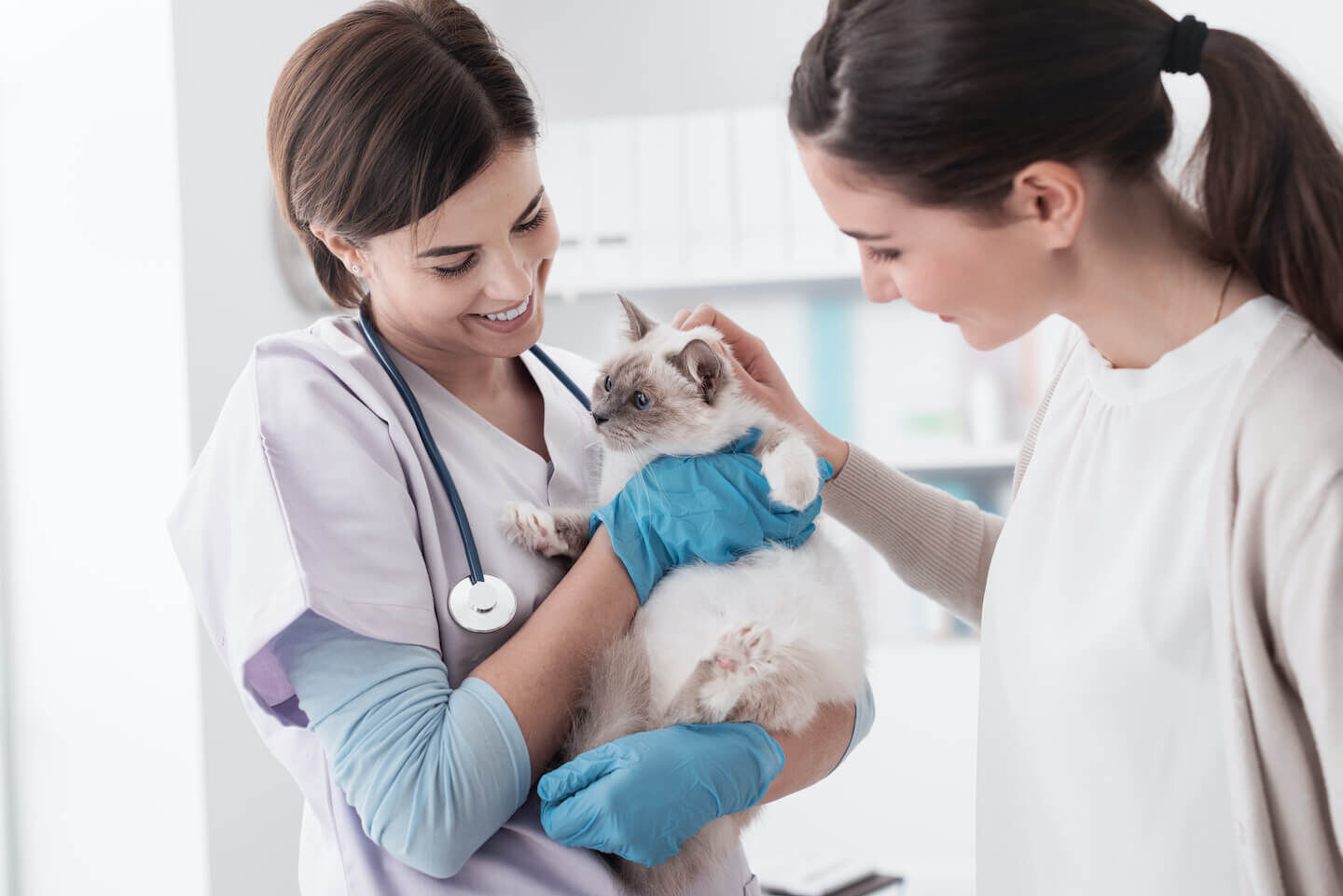 Tutto ci&ograve; che bisogna sapere sul vaccino per il gatto