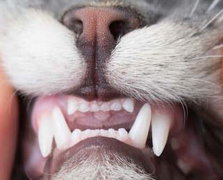 Image Link For Come curare la dentatura del gatto
