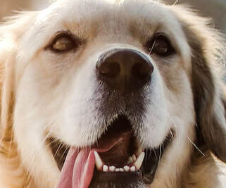 Image Link For Consigli per portare il cane sulla neve