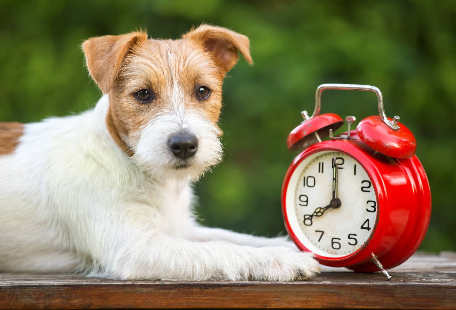 La mente del cane e i suoi pensieri