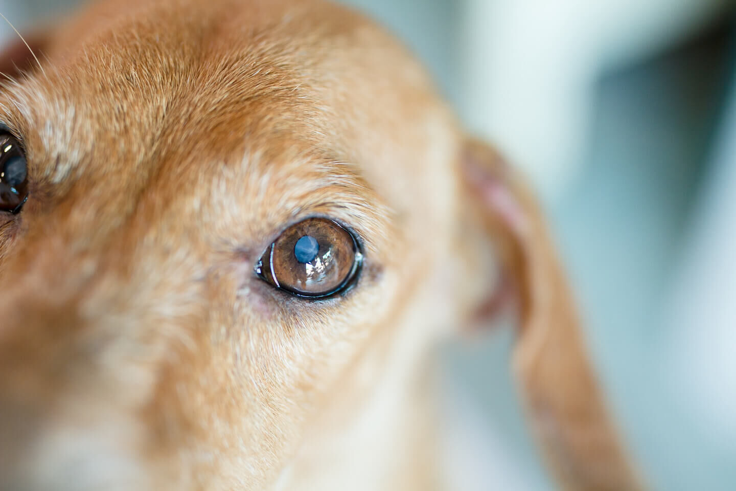 Le caratteristiche principali della vista del cane