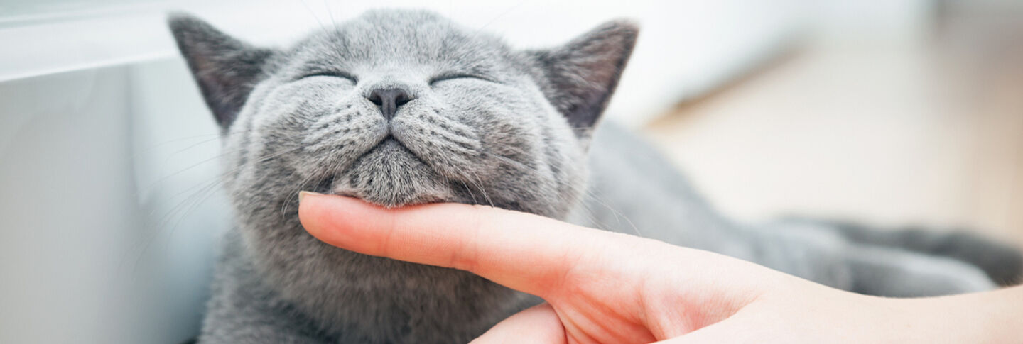 Cura delle vie urinarie del tuo gatto