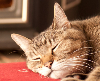 Image Link For Consigli per i gatti in inverno