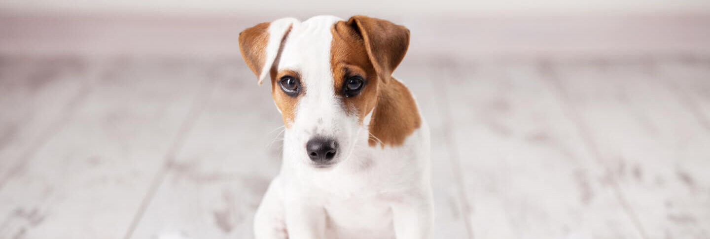 Come educare un cane a fare i bisogni