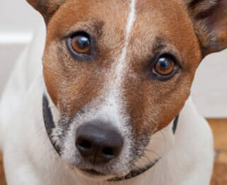Image Link For Come abituare il cane a stare solo