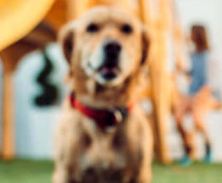 Image Link For Come insegnare al cane a fare i bisogni fuori