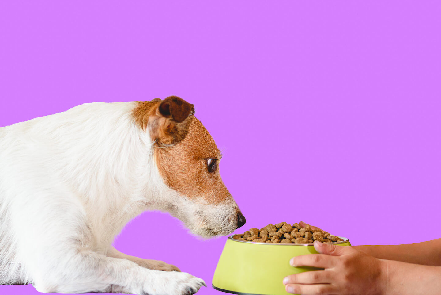 Quanto cibo dare al proprio cane?