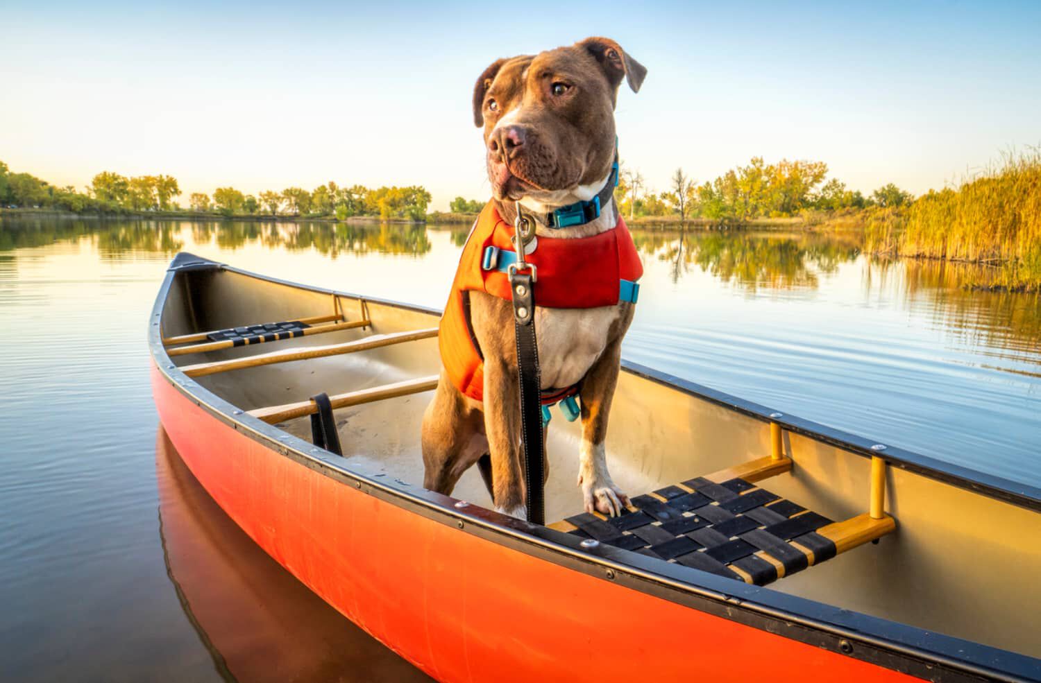Viaggiare in crociera con il cane
