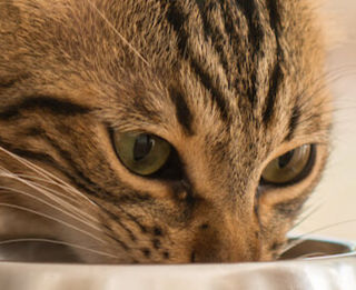 Image Link For Tutti i vantaggi del cibo umido per gatti sterilizzati