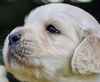 Image Link For L&rsquo;et&agrave; dei cani