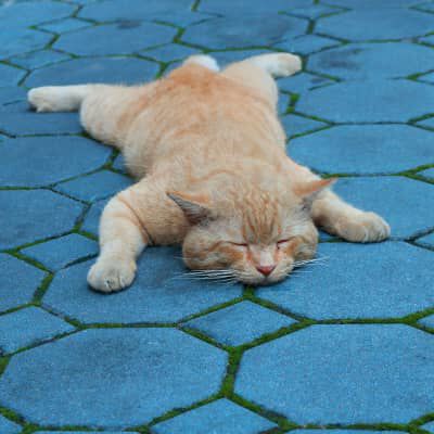 Image Link For QUANTE ORE DORME UN GATTO?&nbsp;