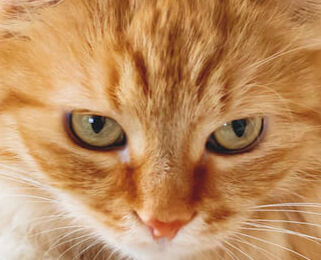 Image Link For Come proteggere i gatti dal freddo