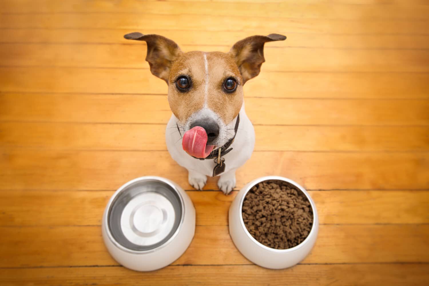 CIBO MONOPROTEICO PER CANI: QUANDO E PERCH&Eacute; SCEGLIERLO?