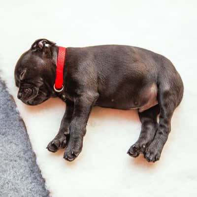 Image Link For I CANI SOGNANO? COME CAPIRLO E COSA SOGNANO&nbsp;