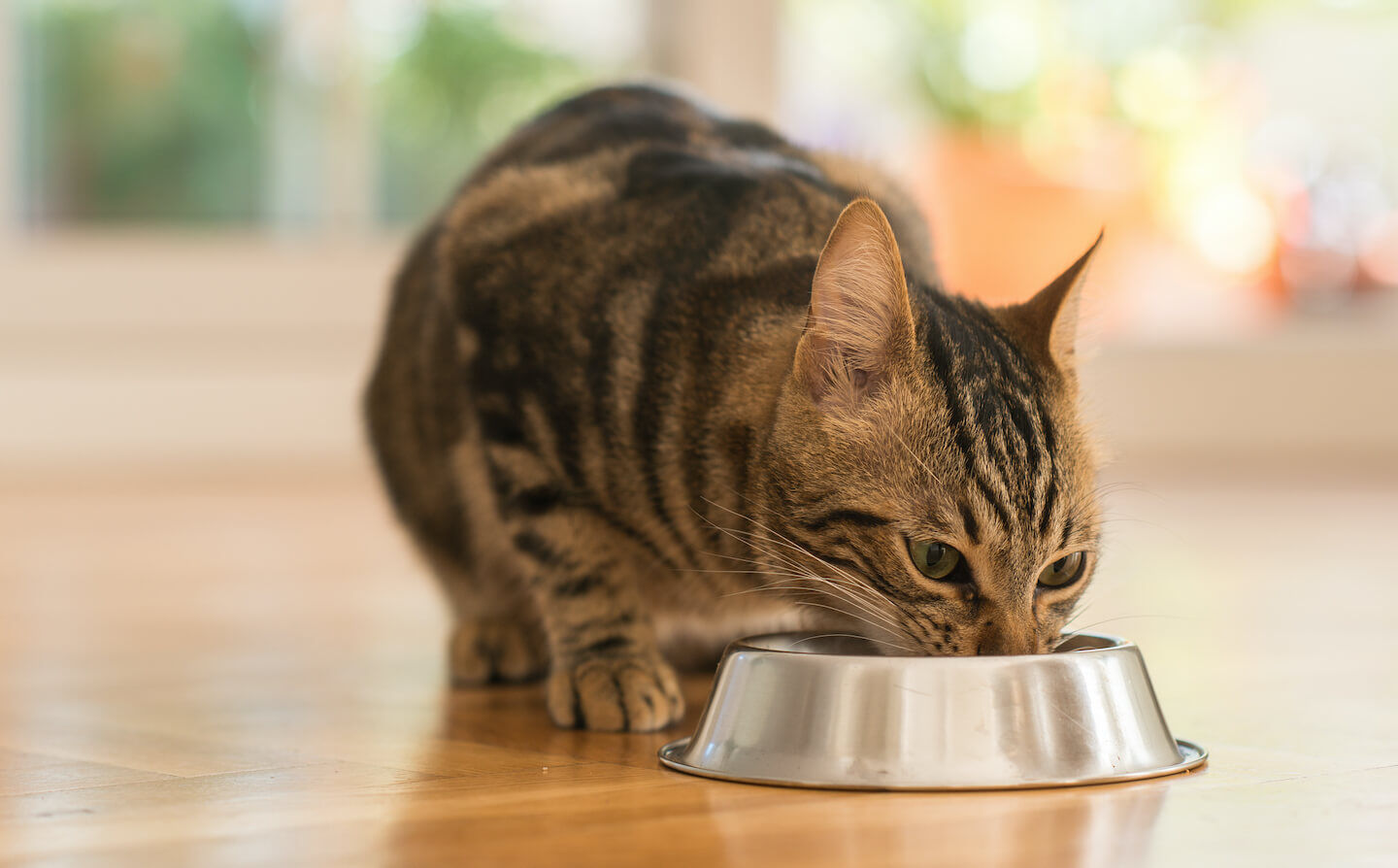 Miglior cibo umido per gatti: come scegliere l&rsquo;opzione pi&ugrave; adatta