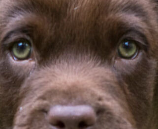 Image Link For Come prepararsi all&rsquo;arrivo di un cucciolo di 40 giorni in casa?