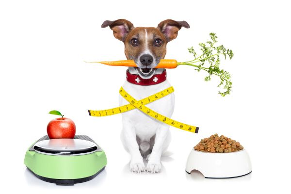Image Link For COSA PU&Ograve; MANGIARE IL NOSTRO FIDO? QUAL &Egrave; LA MIGLIORE ALIMENTAZIONE?