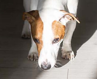Image Link For Giochi da fare con il cane in casa e all'aperto