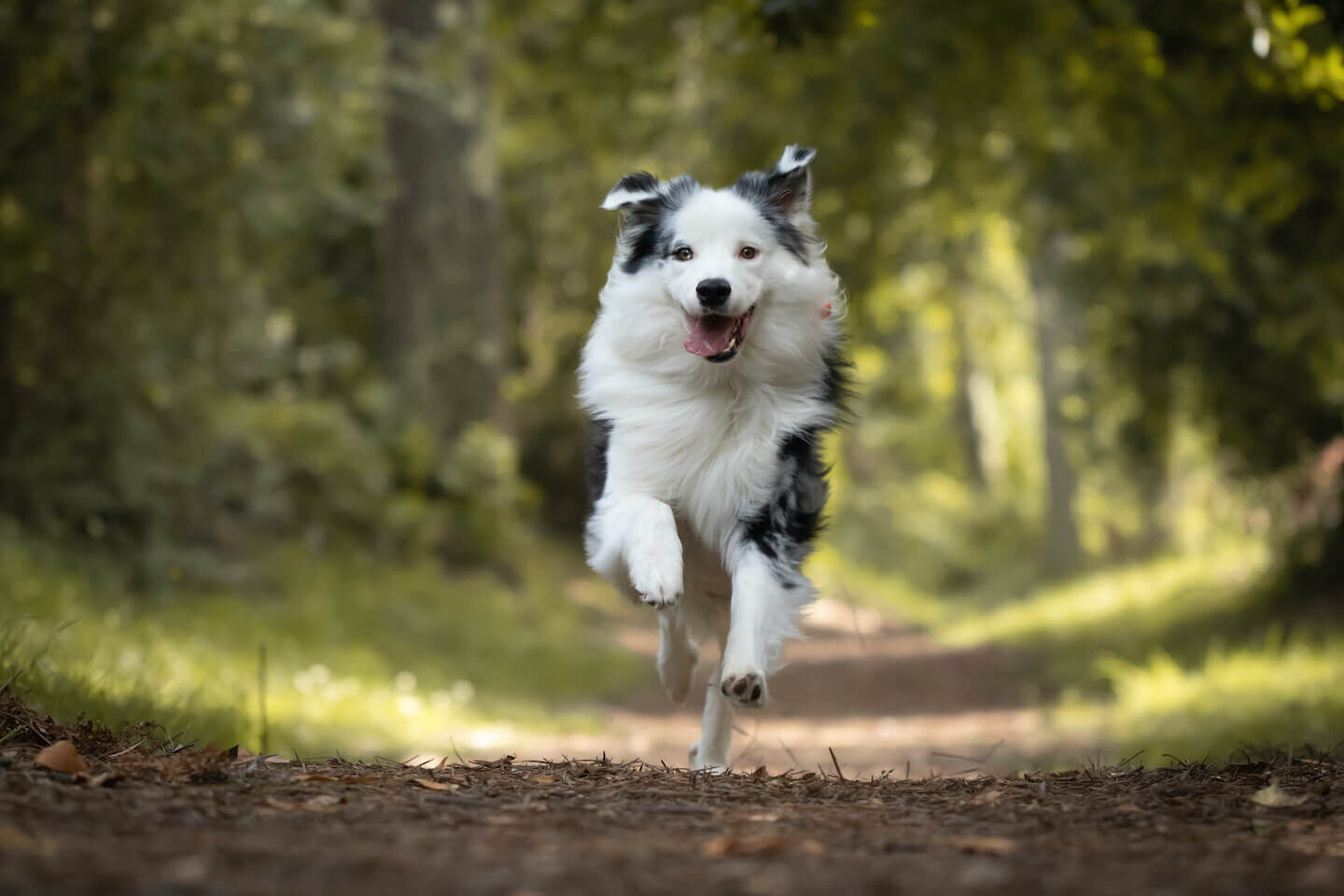 Gite nel weekend con il cane