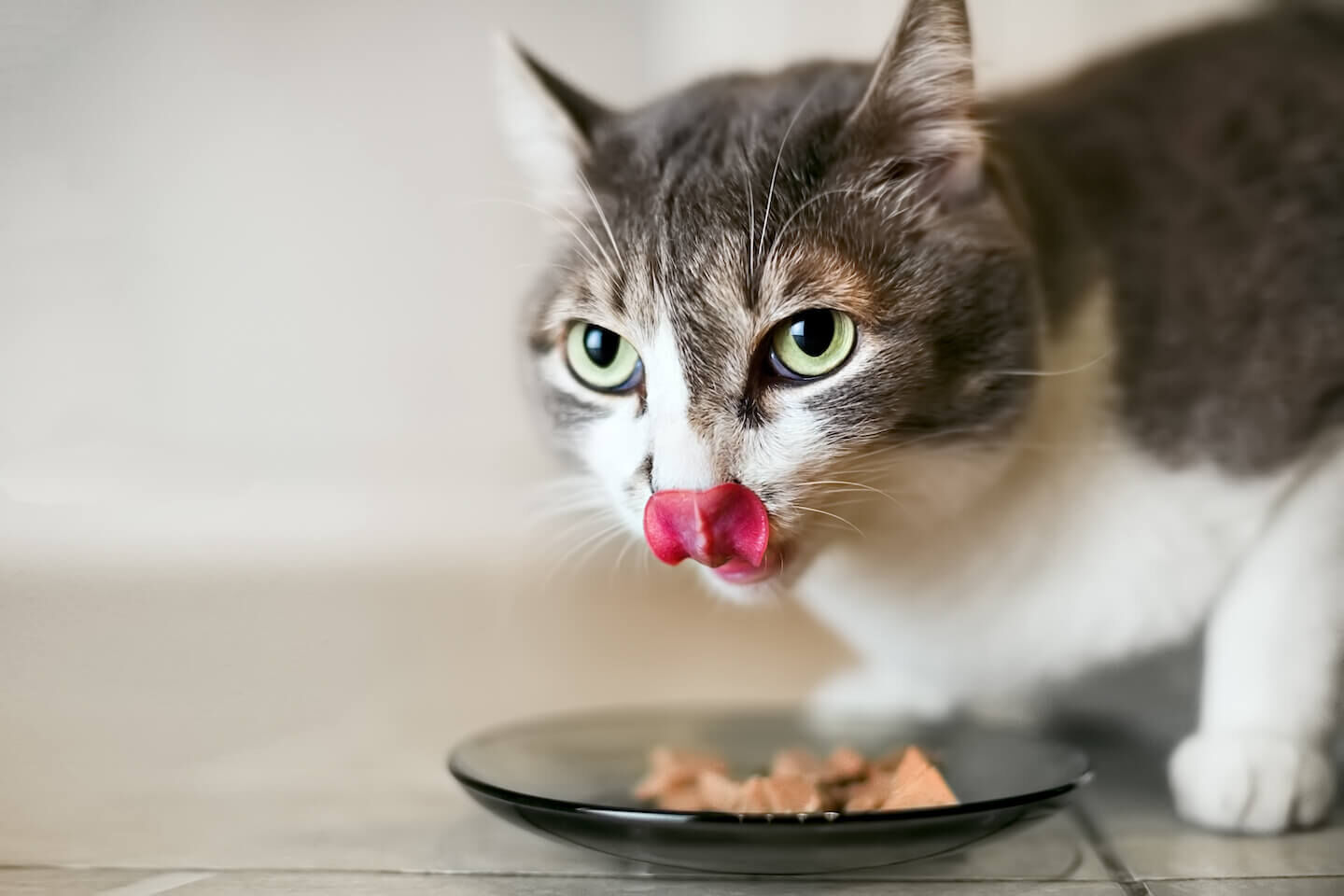 Mischiare croccantini e umido per gatti: benefici, dosi e consigli
